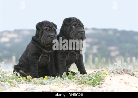 Shar-pei Hund / zwei Welpen sitzen in Dünen Stockfoto