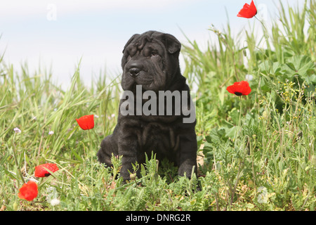 Shar-pei Hund / Welpen sitzen auf einer Wiese Stockfoto