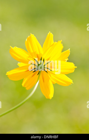 Gelbe Kosmos Blume. Stockfoto