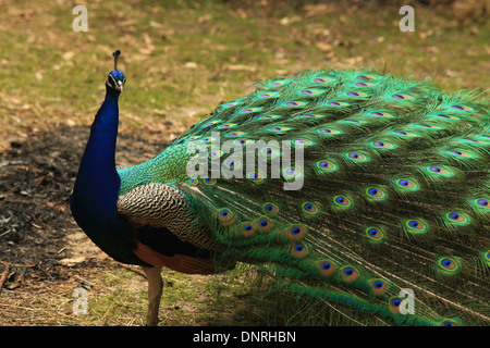 Pfau mit vollen Gefieder offen und bunt Stockfoto