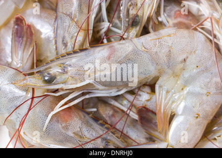 Zuchten Garnelen Nahaufnahme Schuss. Stockfoto
