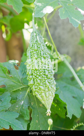 Balsambirne Pflanze. Stockfoto