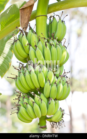 Bündel von jungen Banane. Stockfoto