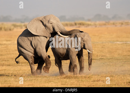 Afrikanische Elefanten (Loxodonta Africana), Paarung, Amboseli Nationalpark, Kenia Stockfoto