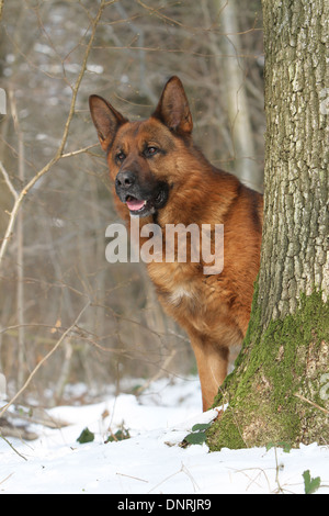 Deutscher Schäferhund Hund / Deutscher Schäferhund Erwachsenen stehen im Schnee Stockfoto