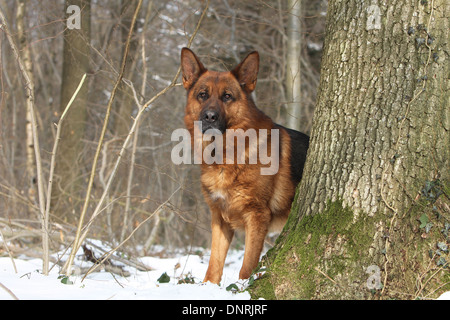 Deutscher Schäferhund Hund / Deutscher Schäferhund Erwachsenen stehen im Schnee Stockfoto