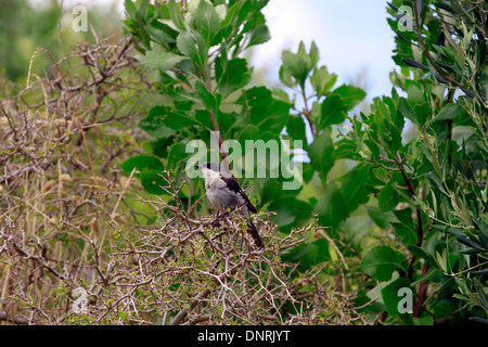 Eine südliche steuerliche Würger (Lanius Collaris) nennt man auch eine Jackie Hangman oder Metzger-Vogel. Stockfoto