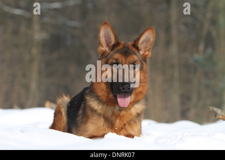 Deutscher Schäferhund Hund / Deutscher Schäferhund Erwachsener im Schnee liegen Stockfoto
