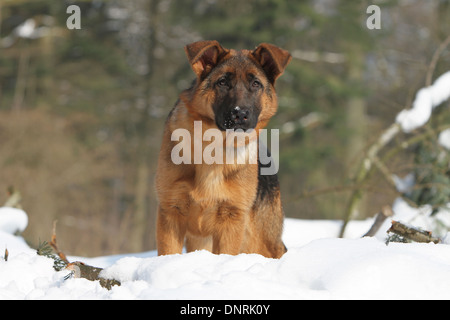 Deutscher Schäferhund Hund / Deutscher Schäferhund junge stehend im Schnee Stockfoto