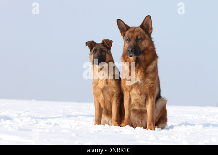 Deutscher Schäferhund Hund / Deutscher Schäferhund Erwachsene und Welpen Stockfoto
