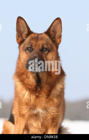 Deutscher Schäferhund Hund / Deutscher Schäferhund Erwachsenen Porträt Stockfoto