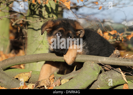 Deutscher Schäferhund Hund / Deutscher Schäferhund Welpe liegend auf einem Holz Stockfoto