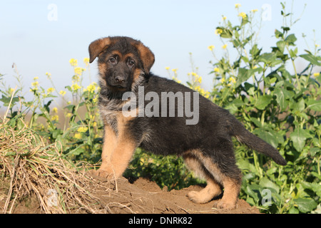 Deutscher Schäferhund Hund / Deutscher Schäferhund Welpen am Boden stehend Stockfoto