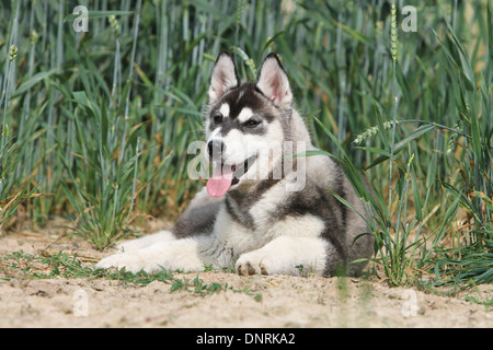 Hund Siberian Husky Welpe liegend in einem Feld Stockfoto