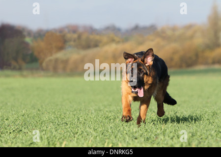 Deutscher Schäferhund Hund / Deutscher Schäferhund Erwachsenen laufen auf einer Wiese Stockfoto