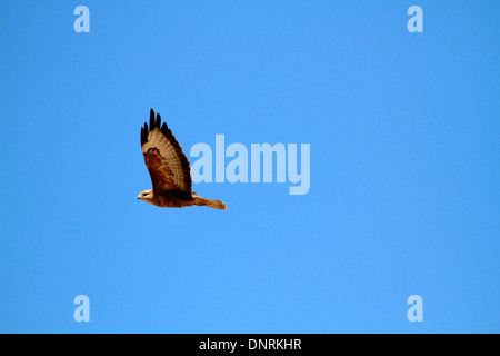 Steppe-Bussard (Buteo Vulpinus) während des Fluges in die Boland, Südafrika. Stockfoto