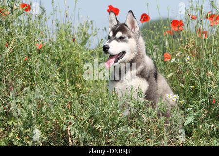 Hund Siberian Husky Welpen sitzen auf einer Wiese Stockfoto