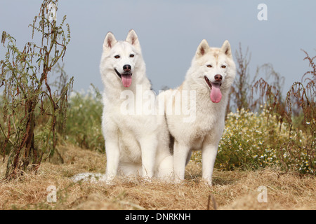 Siberian Husky zwei Erwachsenen in einer Wiese Hund Stockfoto