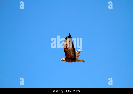 Steppe-Bussard (Buteo Vulpinus) während des Fluges in die Boland, Südafrika. Stockfoto