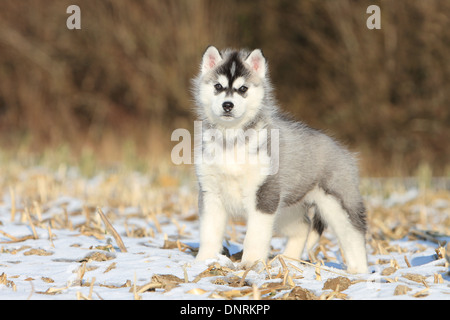 Hund Siberian Husky Welpen stehen im Schnee Stockfoto