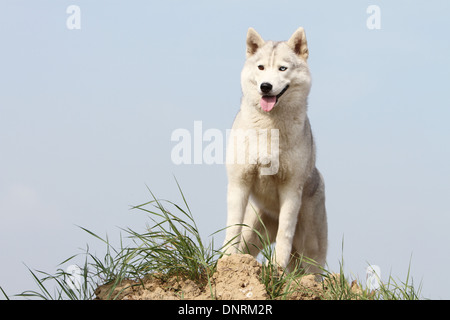 Hund Siberian Husky Erwachsenen stehen Stockfoto