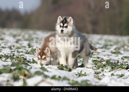 Siberian Husky zwei Welpen im Schnee stehen Hund Stockfoto