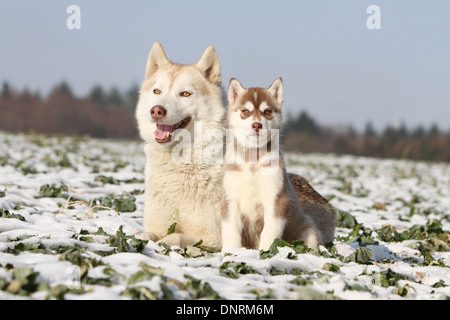 Siberian Husky Erwachsenen Hund und Welpen im Schnee liegen Stockfoto