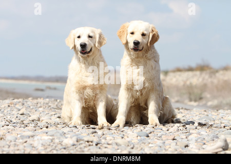 Golden Retriever Hund / zwei Erwachsene sitzen auf Felsen Stockfoto