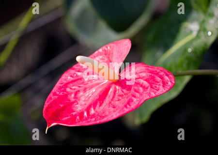 Anthurium/Flamingo Blumen. Stockfoto