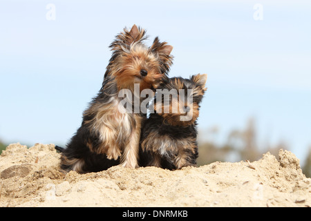 Yorkshire-Terrier Hund / Welpen und Erwachsene sitzen in Dünen Stockfoto