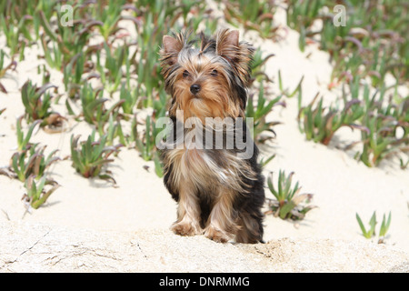 Hund Yorkshire Terrier / Erwachsenen stehen in Dünen Stockfoto