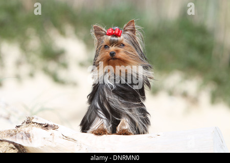 Hund Yorkshire Terrier / Erwachsenen stehen in Dünen Stockfoto