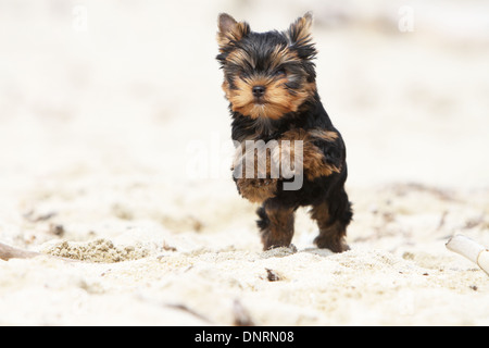 Yorkshire-Terrier Hund / Welpen laufen am Strand Stockfoto