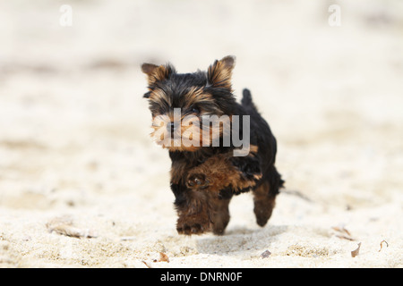 Yorkshire-Terrier Hund / Welpen laufen am Strand Stockfoto