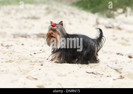 Hund Yorkshire Terrier / Erwachsene am Strand Stockfoto