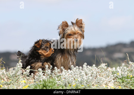 Hund Yorkshire Terrier / Erwachsene und Welpen in Dünen Stockfoto