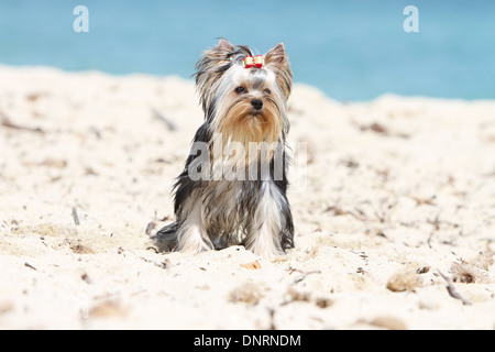 Hund Yorkshire Terrier / Erwachsene am Strand sitzen Stockfoto
