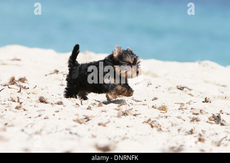 Yorkshire-Terrier Hund / Welpen laufen am Strand Stockfoto