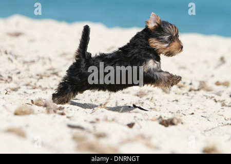 Yorkshire-Terrier Hund / Welpen laufen am Strand Stockfoto