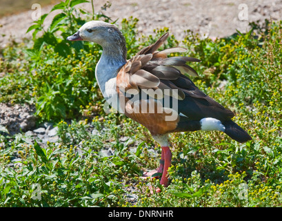 Orinoco Gänse (Neochen Jubata), WWT Arundel, West Sussex, England Stockfoto