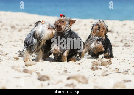 Hund Yorkshire Terrier / zwei Welpen und Erwachsene spielen am Strand Stockfoto