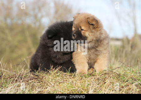 Dog Chow-Chow / zwei Welpen (verschiedene Farben) sitzen auf einer Wiese Stockfoto