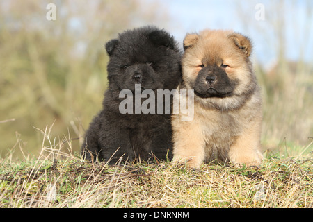 Dog Chow-Chow / zwei Welpen (verschiedene Farben) sitzen auf einer Wiese Stockfoto