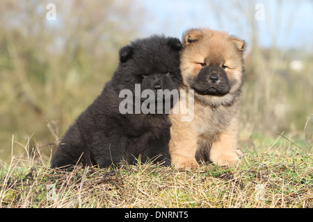 Dog Chow-Chow / zwei Welpen (verschiedene Farben) sitzen auf einer Wiese Stockfoto