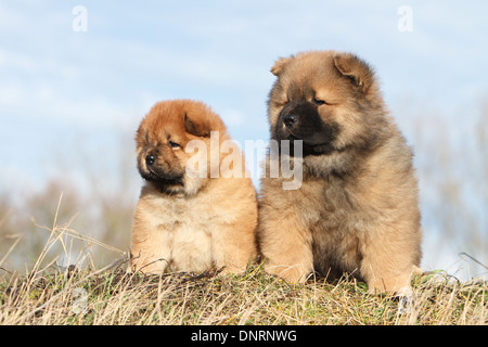 Dog Chow-Chow / zwei Welpen sitzen auf einer Wiese Stockfoto