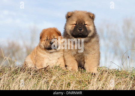 Dog Chow-Chow / zwei Welpen sitzen auf einer Wiese Stockfoto