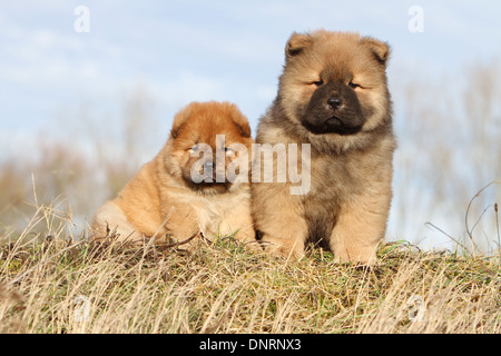 Dog Chow-Chow / zwei Welpen sitzen auf einer Wiese Stockfoto