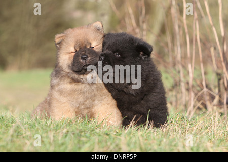 Dog Chow-Chow / zwei Welpen (verschiedene Farben) sitzen auf einer Wiese Stockfoto