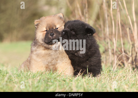 Dog Chow-Chow / zwei Welpen (verschiedene Farben) sitzen auf einer Wiese Stockfoto