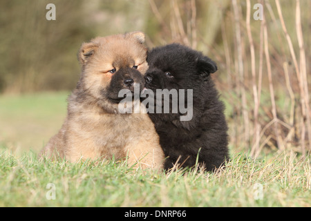 Dog Chow-Chow / zwei Welpen (verschiedene Farben) sitzen auf einer Wiese Stockfoto